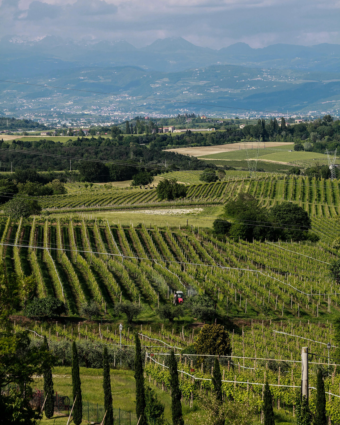 Terre di Molina - La Vigna Ardarì