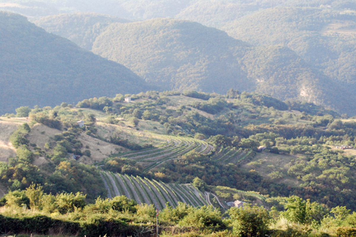 Terre di Molina - La Vigna Ardarì