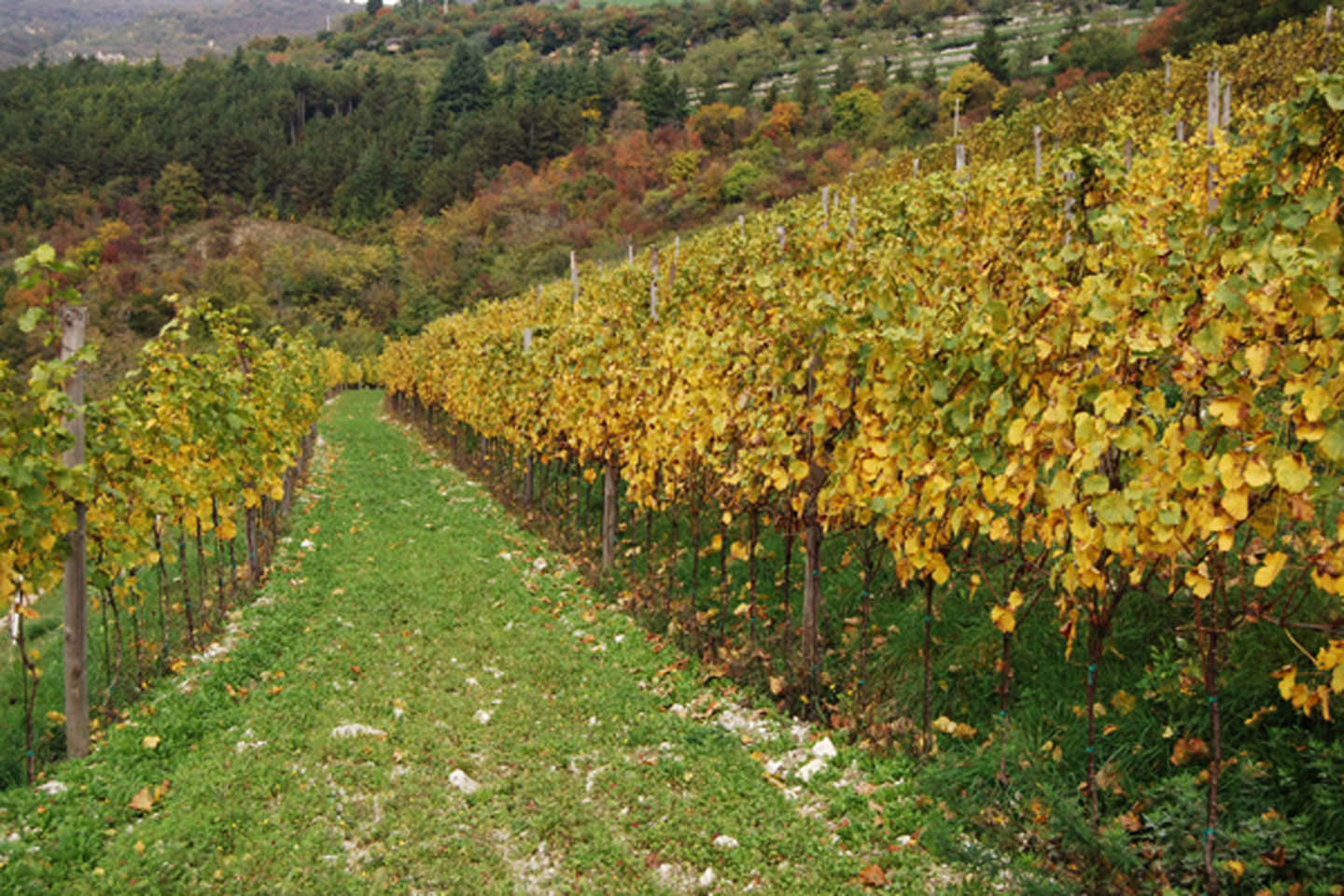 Terre di Molina - La Vigna Ardarì